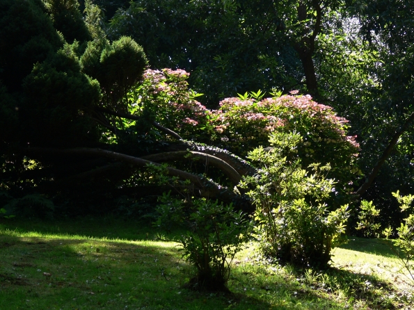 Bois des Moutiers  (91) Summer 2012
